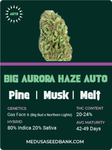 Big Aurora Haze auto feminized cannabis seeds