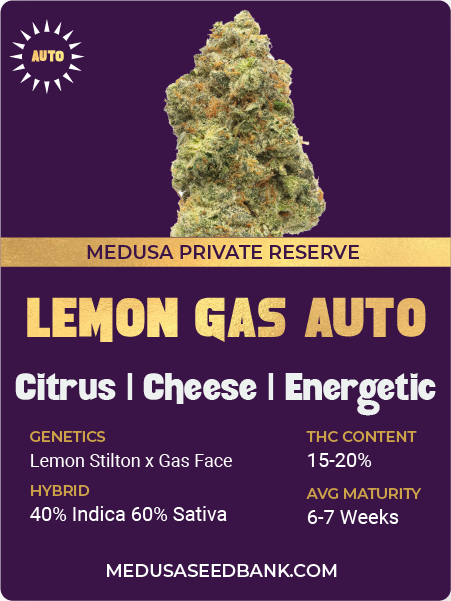 Lemon Gas Auto feminized cannabis seeds; Medusa Seed Bank