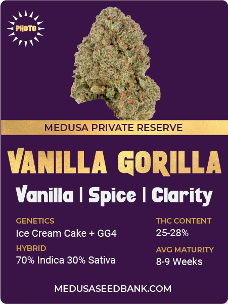 Vanilla Gorilla Feminized Seeds; Cannabis; Medusa Seed Bank; Private Reserve
