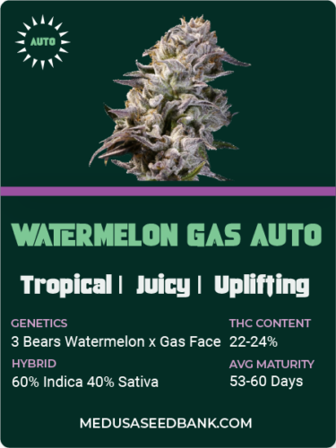 Watermelon gas auto feminized cannabis seeds