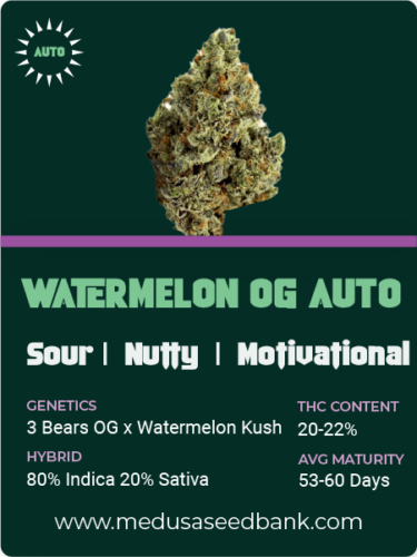 Watermelon OG Auto feminized cannabis seeds