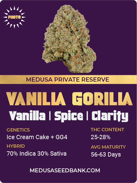 VANILLA GORILLA CANNABIS STRAIN; Ice cream cake x GG4