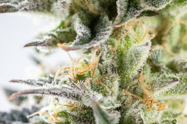 Vanilla Gorilla