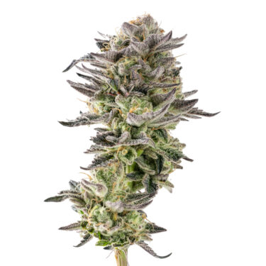 Vanilla Gorilla