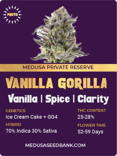 Vanilla Gorilla feminized seeds; Ice Cream Cake x GG4; Ice Cream Cake x Gorilla Glue #4; photoperiod feminized seeds