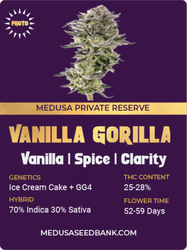 Vanilla Gorilla feminized seeds; Ice Cream Cake x GG4; photoperiod feminized seeds