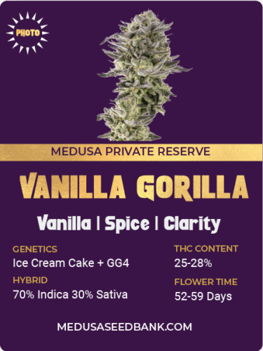 feminized cannabis seeds; ice cream cake hybrid; GG4 hybrid; gorilla glue #4 hybrid; photoperiod