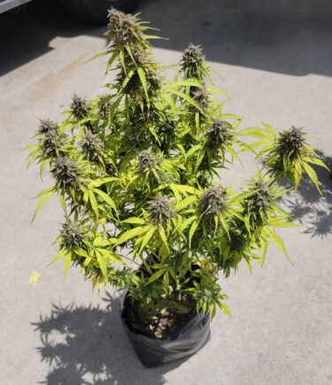 Watermelon Gas (Auto) Feminized Seeds - Image 4