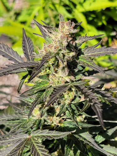 Big Aurora Haze (Auto) Feminized Seeds - Image 3