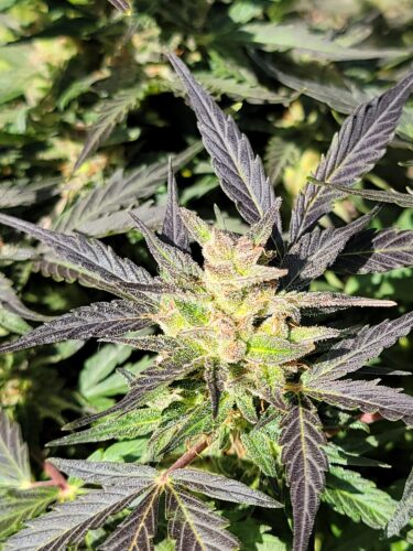 Big Aurora Haze (Auto) Feminized Seeds - Image 4