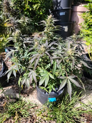 Big Aurora Haze (Auto) Feminized Seeds - Image 5