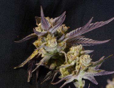Sour Gorilla Feminized Seeds - Image 5