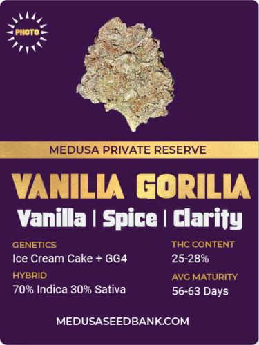 Vanilla Gorilla feminized cannabis seeds