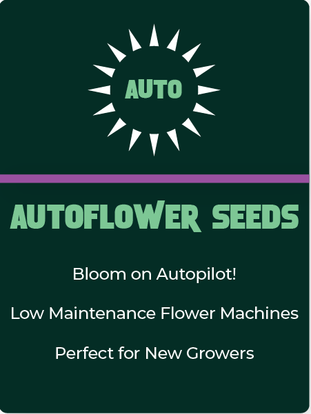 Autoflower Seeds Medusa Seed Bank