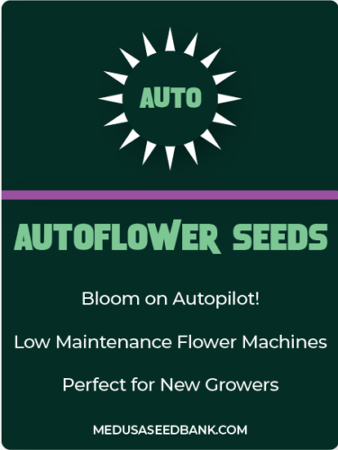 Autoflower