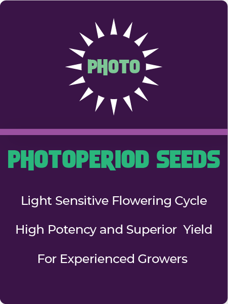 Photoperiod Feminized Cannabis Seeds - Medusa Seed Bank