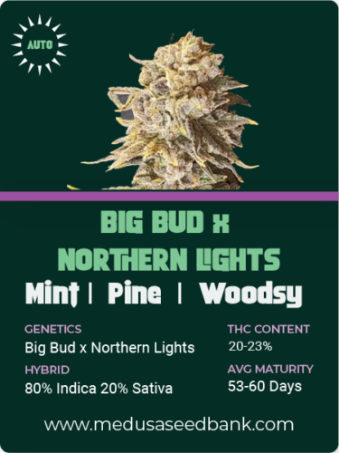 Big Bud x Northern Lights feminized seeds