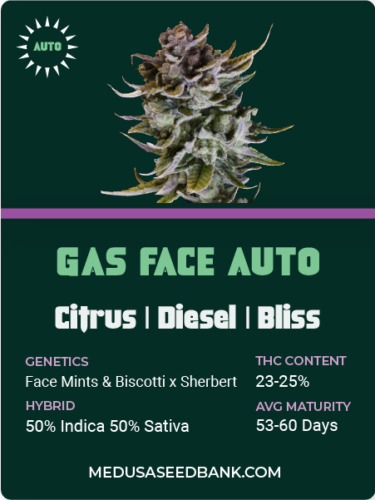 Gas Face Auto feminized cannabis seeds