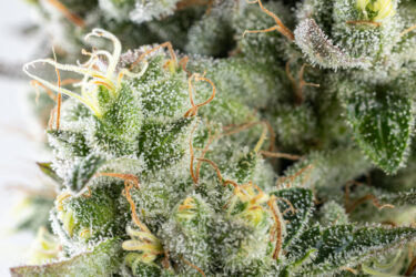 Sour Gorilla