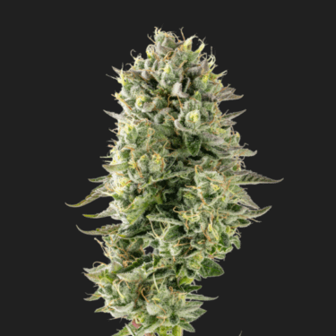 Sour Gorilla