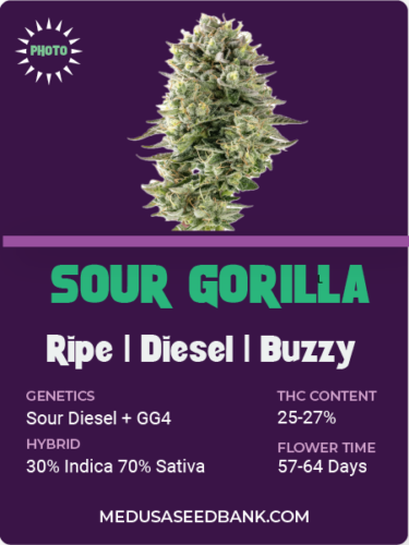 Sour Gorilla feminized seeds; Sour Diesel x GG4