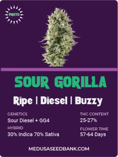 feminized cannabis seeds; sour diesel hybrid; gorilla glue #4 hybrid; GG4 hybrid