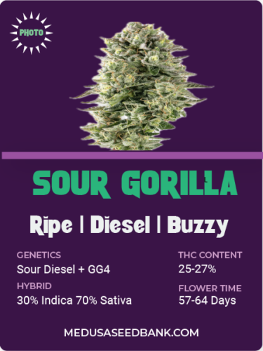 Sour Gorilla feminized seeds; Sour Diesel x GG4; Sour Diesel x Gorilla Glue 4; photoperiod feminized seeds