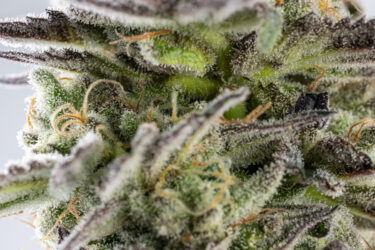 Gorilla Glue #4