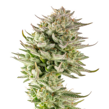 Gorilla Glue #4