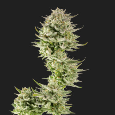 Gorilla Glue #4