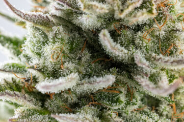 Marshmallow Diesel