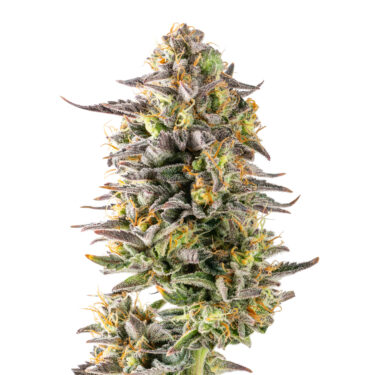 Marshmallow Diesel