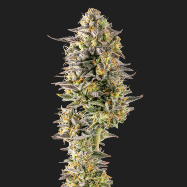 Marshmallow Diesel
