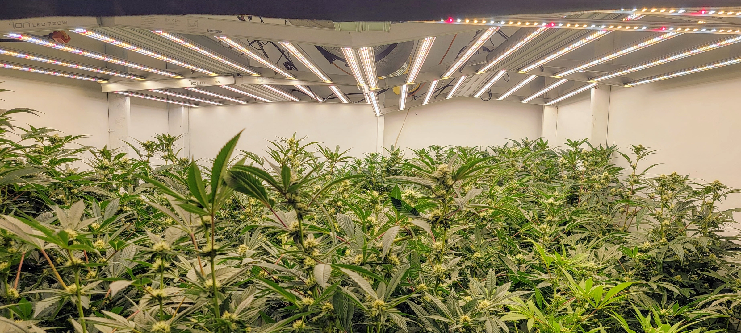 What kind of light is better for high yield cannabis: LEDs or HPS