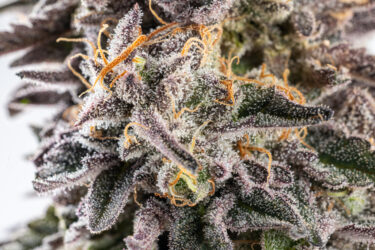 Sour Cherry Gelato