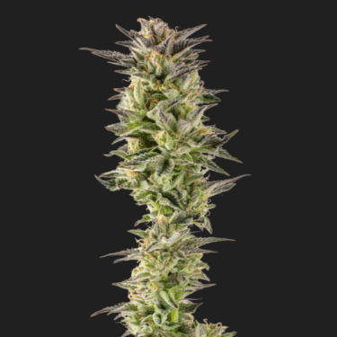 Sour Cherry Gelato