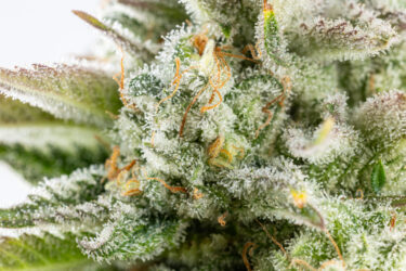 Sour Diesel