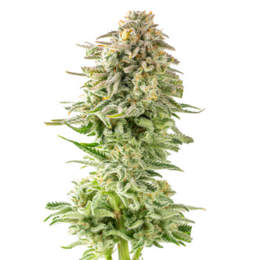 Sour Diesel