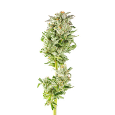 Sour Walker OG