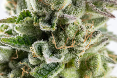 Sour Walker OG