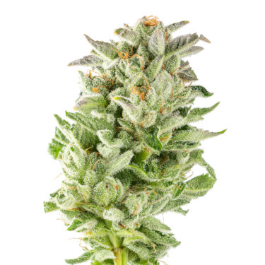 Sour Walker OG