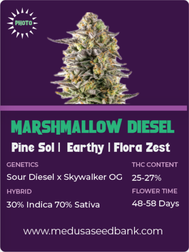 Marshmallow Diesel; Sour diesel x skywalker OG; photoperiod feminized seeds
