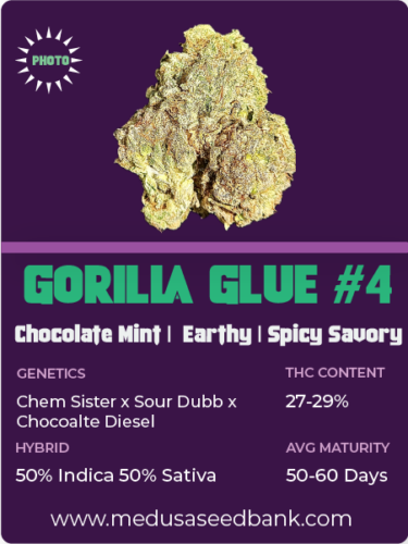Gorilla Glue #4 feminized cannabis seeds