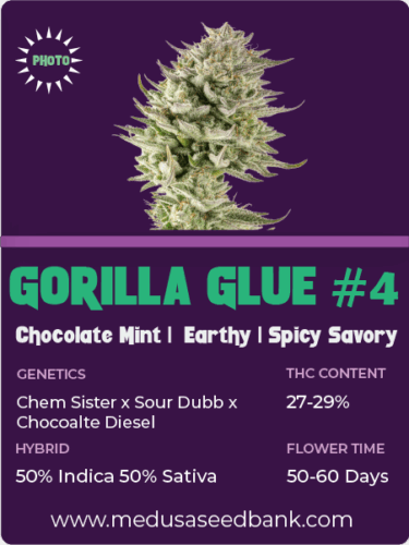 GG4; Gorilla Glue #4 feminized seeds; cannabis seeds
