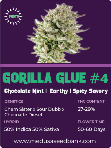 Gorilla Glue 4 feminized seeds; photoperiod