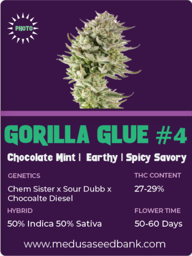 Gorilla Glue #4 feminized seeds; GG4