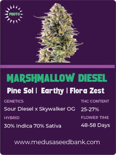 Marshmallow Diesel feminized seeds; Sour Diesel x Skywalker OG; photoperiod feminized seeds