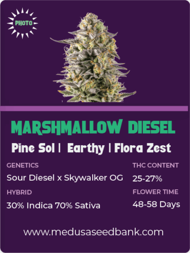 feminized cannabis seeds; GG4 hybrid; marshmallow diesel feminized seeds
