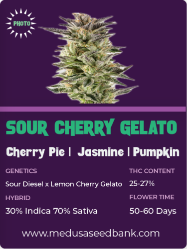 sour cherry gelato feminized seeds; sour diesel x lemon cherry gelato; photoperiod feminized seeds