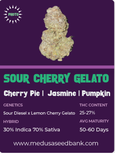 sour cherry gelato feminized seeds; cannabis seeds; medusa seed bank